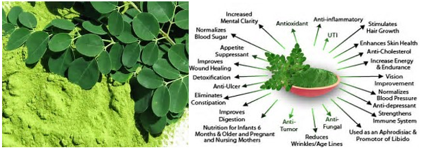 Moringa